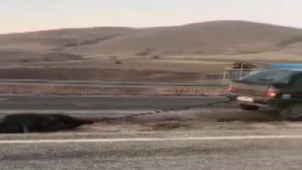 Heyvanı avtomobilinə bağlayıb sürüdü - VİDEO