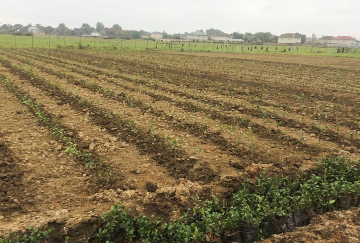 Masallıda yeni çay plantasiyaları salınıb