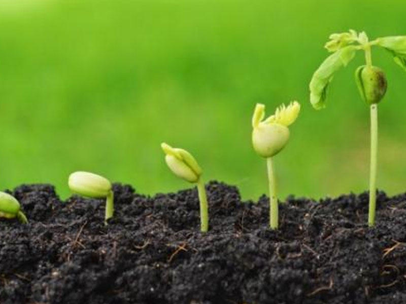 Azərbaycanda viruslara, quraqlığa və xəstəliklərə dayanıqlı toxumların istehsalı başlayır