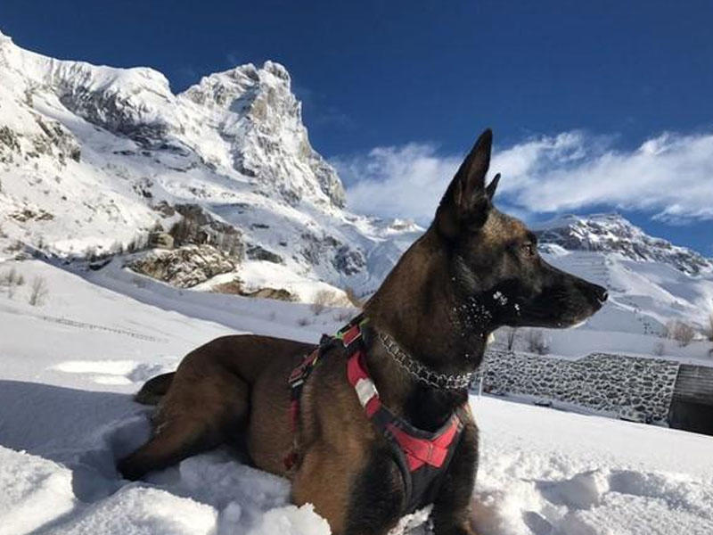 Xilasedici it dağda yoxa çıxandan 16 gün sonra qayıdıb