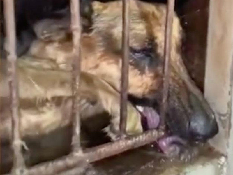 Diri iti oda verib, üstünə qaynar su töküb gülüşən çinlilər - Dəhşətə gətirən VİDEO - FOTO