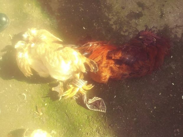 В Баку грабители оставили в доме журналиста задушенных петуха и курицу - ФОТО