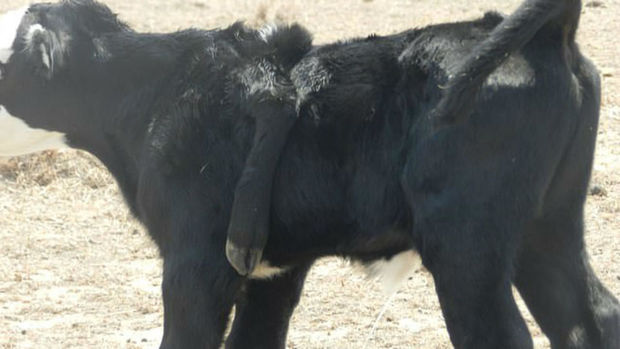 В Новой Зеландии родился теленок с пятью ногами