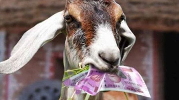 В Сербии зажарили козу, которая съела 20 тысяч евро