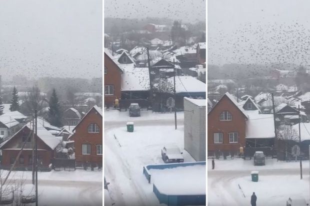 Ac quş sürüsü şəhərə hücum etdi - VİDEO