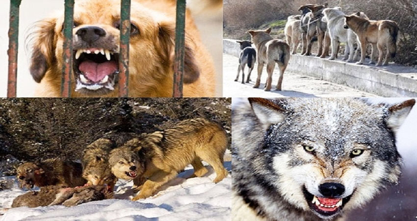 Azərbaycanda ilk dəfə: Vəhşi heyvanlar peyvəndləndi (VİDEO)