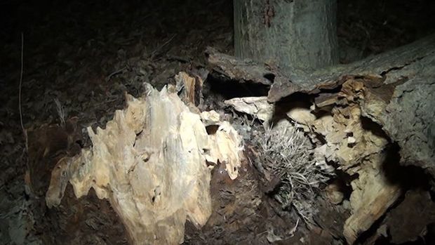 Yevlaxda güclü külək ağacları yola aşırdı - VİDEO