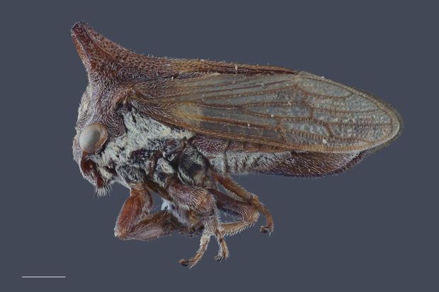 В честь Lady Gaga назвали очередное насекомое