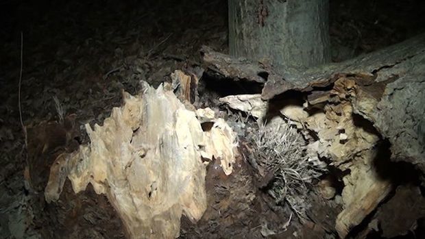 В Евлахе сильный ветер повалил деревья на дорогу - ВИДЕО