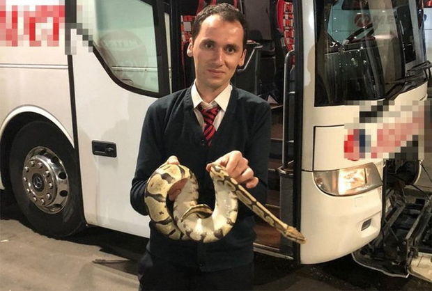 Sərnişin avtobusunda piton təlaşı: Qutudan çıxıb itən ilan qorxu yaratdı - VİDEO