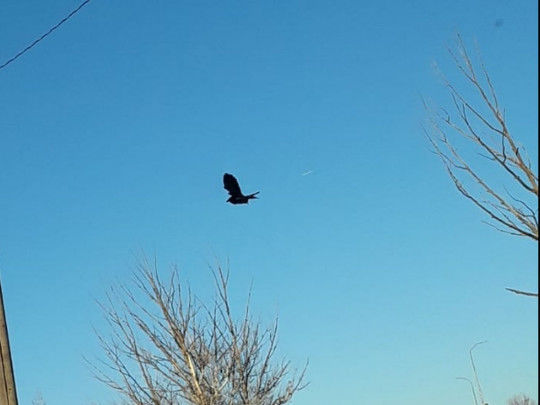 Havada hərəkətsiz qalan quş görənləri çaş-baş saldı – VİDEO