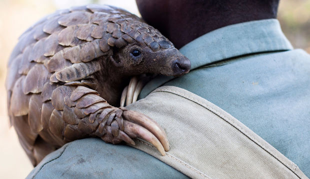 Çin alimləri virusa görə indi də bu heyvandan şübhələnir - FOTO