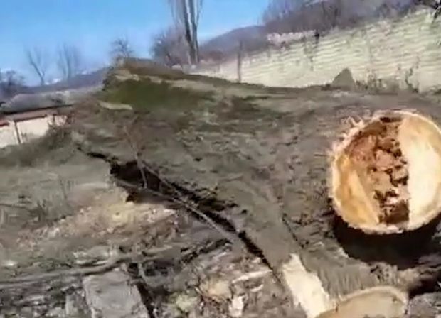 В Исмаиллы массово вырубили деревья - ВИДЕО