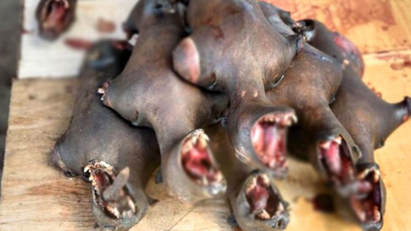 Bu dəfə Çin deyil: vəhşi heyvanlar diri-diri qaynadılır - Görülməmiş vəhşilik (FOTOLAR)