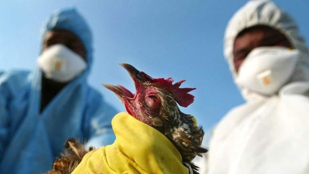 В Китае сообщили о вспышке птичьего гриппа