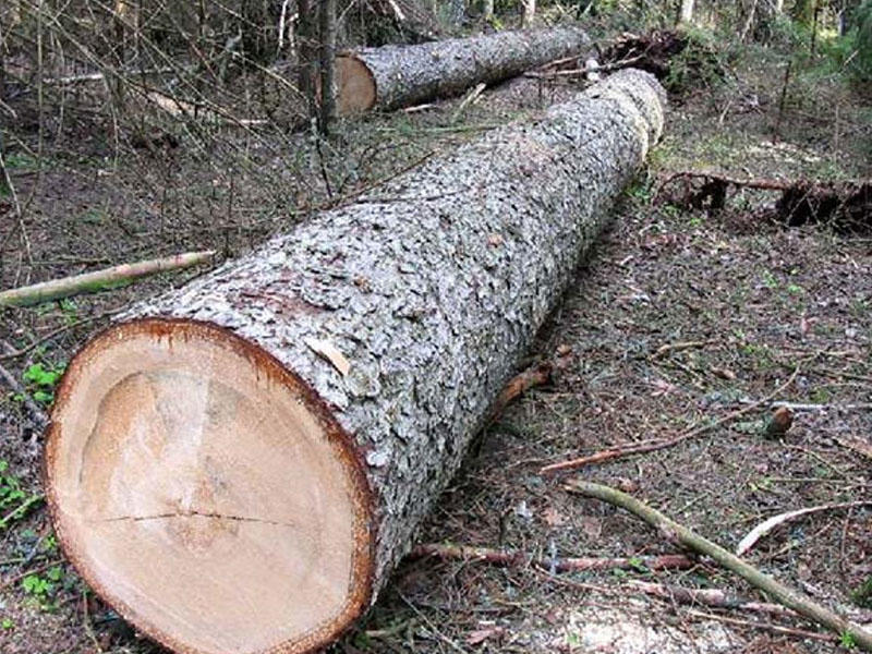 Qanunsuz yolla əldə edilmiş meşə materialı aşkar edildi