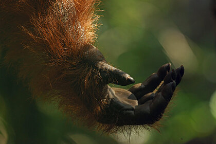 Oranqutan bu adama kömək əlini uzatdı - FOTO