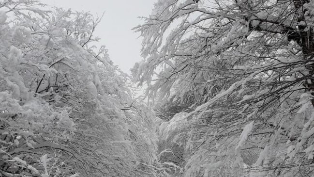 Hava şəraiti ilə bağlı MÜHÜM AÇIQLAMA: 24 dərəcə şaxta, 50 sm qar, güclü külək...