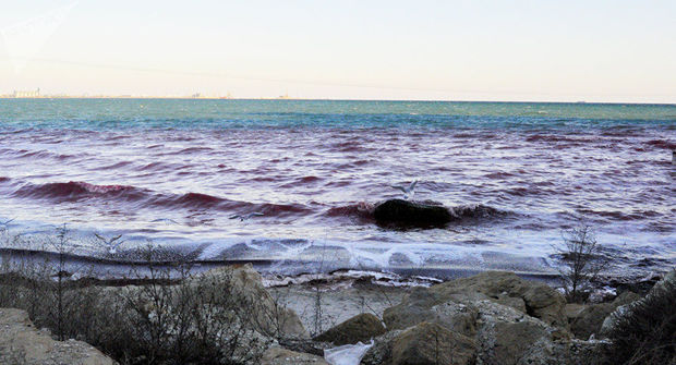 Xəzərin sahilləri qırmızı rəngə boyandı - VİDEO