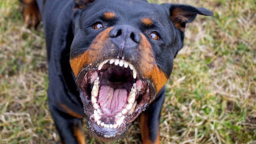 Rotveyler dörd yaşlı uşağı didib öldürdü