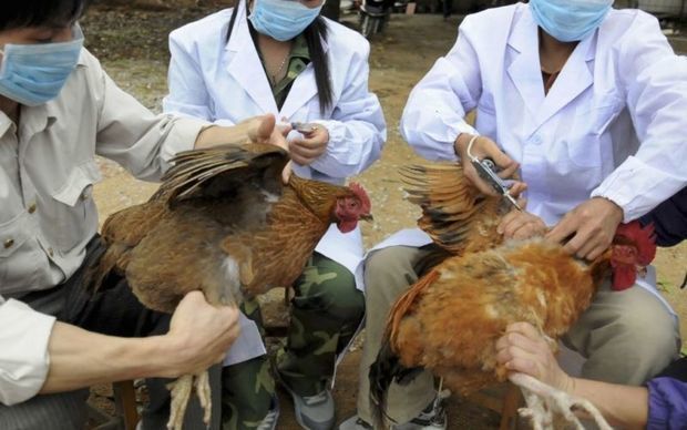 Азербайджан ограничил импорт птицепродуктов