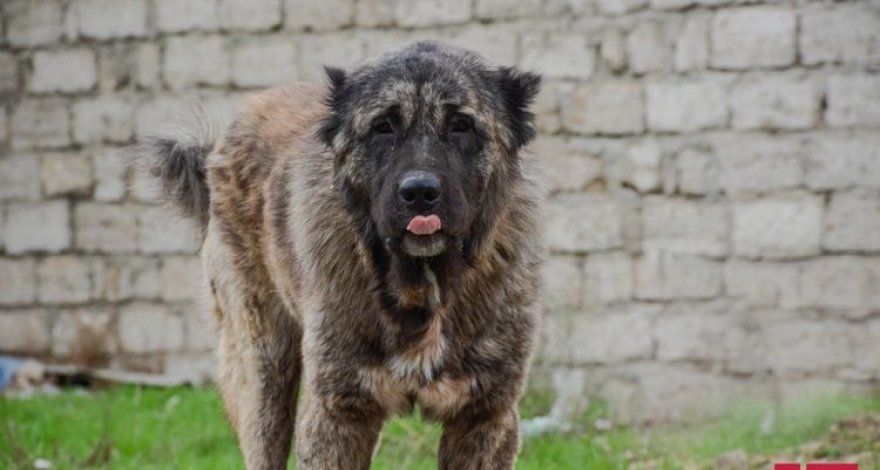 В Гахе собака покусала четырех человек