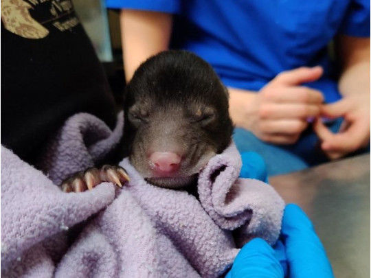 Собака принесла в дом из леса новорожденного медвежонка – ФОТО/ВИДЕО