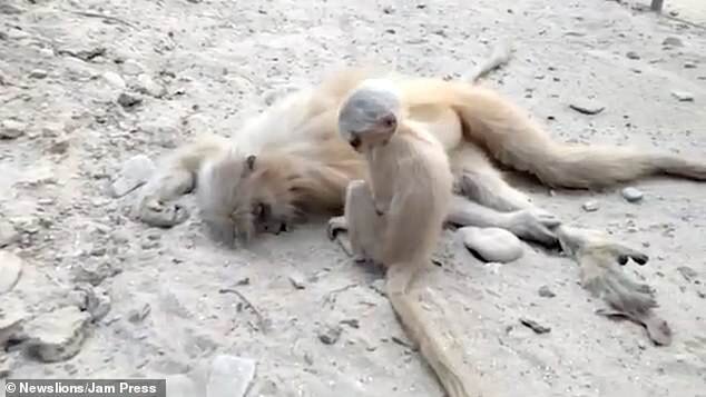 Ölmüş anasını oyatmağa çalışan meymun balası - VİDEO