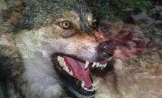 Bakıda canavar 54 yaşlı kişiyə hücum etdi - FOTO