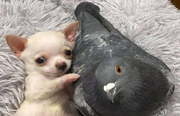 Küçüklə göyərçinin səmimi dostluğu görənləri heyran etdi – FOTO/VİDEO