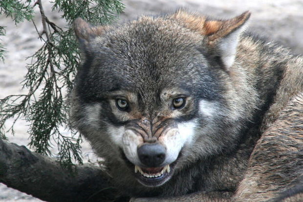 В Баку волк напал на мужчину - ФОТО