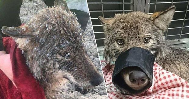 Собака, спасенная из замершей реки, оказалась другим животным