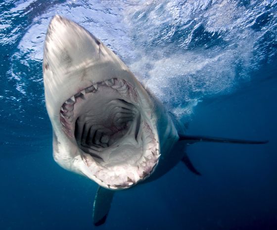 Serfer söyüş və təpiklərin köməyi ilə nəhəng yırtıcıdan xilas oldu