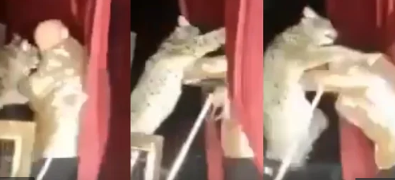 Sirkdə vaşaq məşqçiyə HÜCUM ETDİ - VİDEO