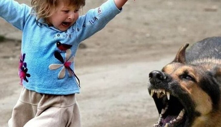 Şəkidə 4 uşağı it dişlədi