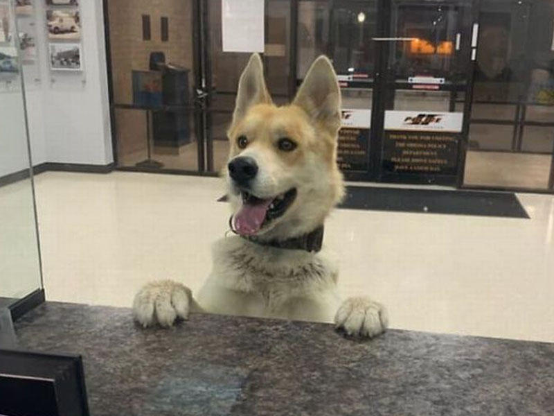 Sahibini itirən it polis bölməsinə gəlib, yardım istədi - FOTO