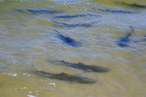 Göyə dron qaldıran serfer dəhşətə gəldi: akulaların mühasirəsində üzürmüş – VİDEO