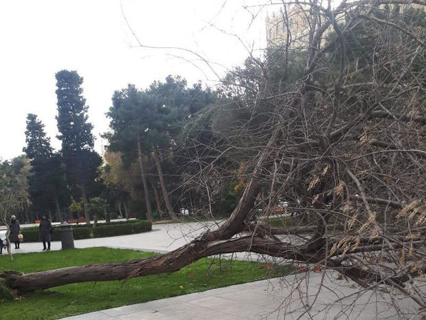 Mingəçevirdə güclü külək ağacı qadının üzərinə aşırdı