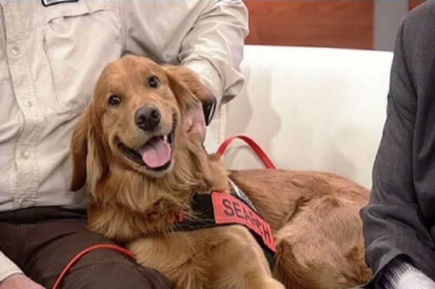 ABŞ-da it meşədə azmış cütlüyü xilas etdi – FOTO