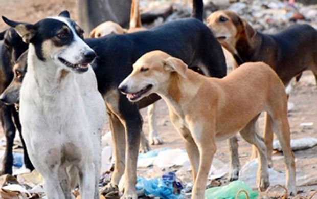 Şəkidə qadını it dişlədi