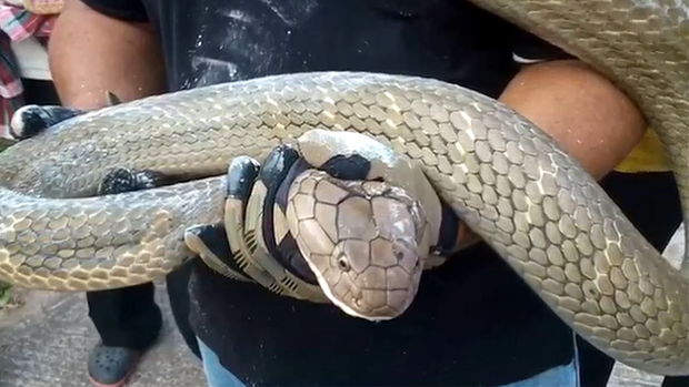 Hamilə qadını dörd metrlik kobradan belə xilas etdilər – VİDEO