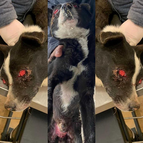 Azərbaycanda itin gözlərini çıxardılar - Bunu törədən canlıya insan demək olmaz - FOTO/VİDEO