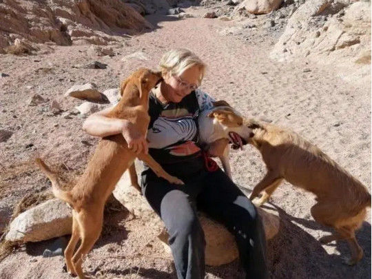 Женщину растерзали насмерть бездомные собаки, которых она кормила