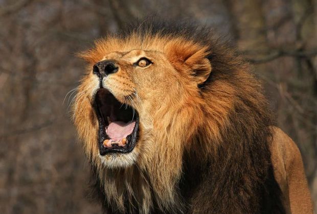 Meksikada aslan insanı parçaladı