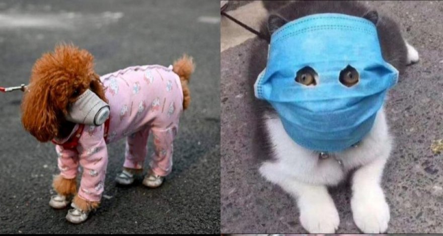 Инфекционист Гамид Гаджиагаев: Домашние животные не являются переносчиками коронавируса