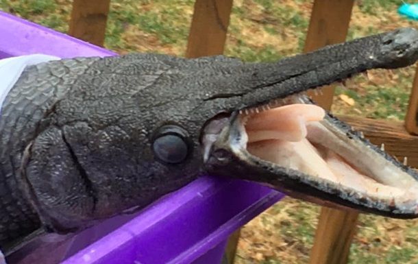 В США нашли редкую рыбу, похожую на крокодила - ФОТО