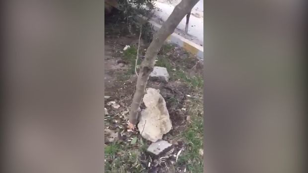 В Баку неизвестные серьезно повредили деревья - ВИДЕО