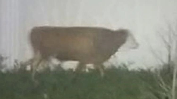 Polis bir aydır bu inəyi tuta bilmir – Video