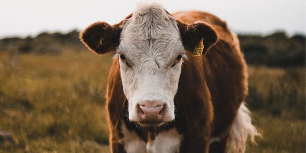 В США полиция несколько месяцев пытается поймать корову