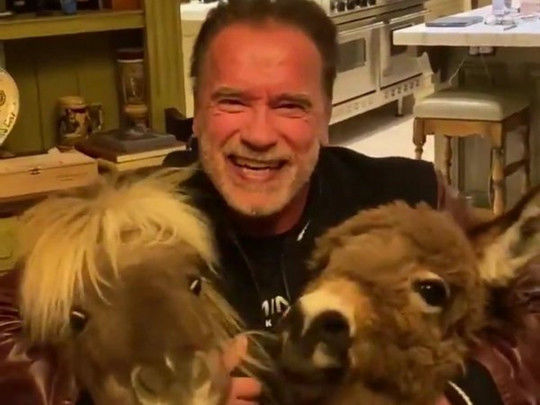 Арнольд Шварценеггер самоизолировался вместе с ослом и пони – ВИДЕО